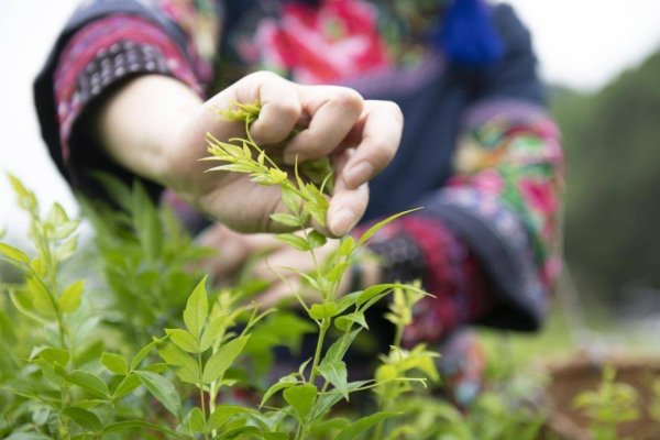 驰牛配资 有奖征集，最高5万！张家界莓茶宣传口号，邀您共创！